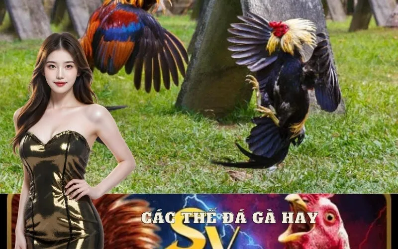 Các Thế Đá Gà Hay