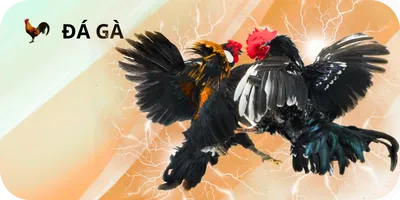 đá gà 77Ball