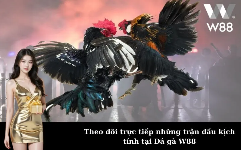 Theo dõi trực tiếp những trận đấu kịch tính tại Đá gà W88